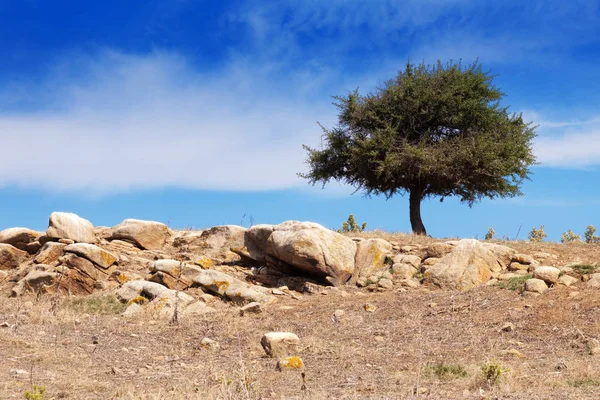 Lonely Green Tree Surviving Dry Rocky Land — Stock Photo, Image