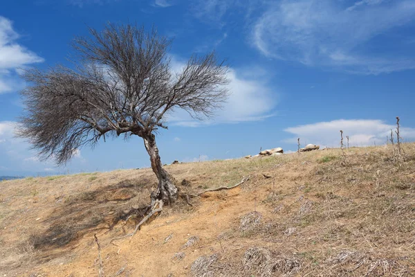 Lonely Dead Tree Dry Empty Rocky Land — Stock Photo, Image