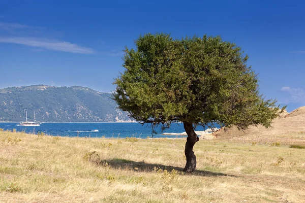 Albero Verde Solitario Che Sopravvive Isola Asciutta — Foto Stock