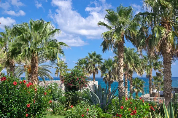 Palmiye ağaçları ve mirabilis jalapa çiçeklermavi gökyüzü ve deniz ile — Stok fotoğraf