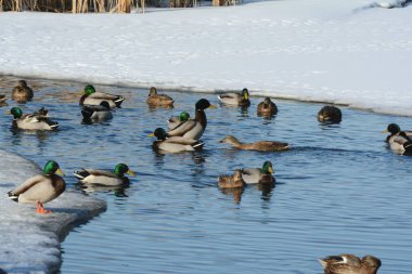 Kış gölet havuzumda / yaban ördeği sürüsü parlak kış Vista'da ördekler bir tatlı su havuzda yüzme.