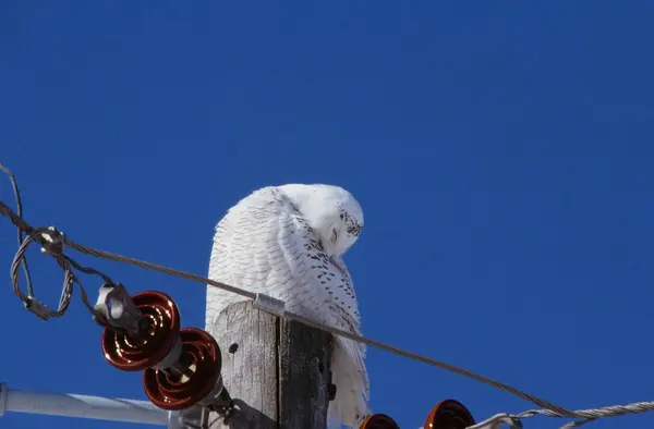 午睡雪猫头鹰 醒目的捕捉北美洲的雪猫头鹰和深蓝色的天空 打盹和坐在顶部的一个公用事业杆 — 图库照片