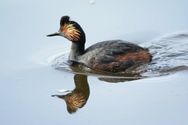Kulaklı batağan - su yansıma / yay closeup yavaş yavaş sakin bir tatlı su akışı yüzme bir göçmen kulaklı batağan.