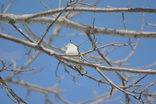 ブレステッド ゴジュウカラ科 後期の冬のハイライトを白 白の冬の終わりカメオ ブレスト ゴジュウカラが澄んだ青い空を背景に 裸木の枝に止まった — ストック写真