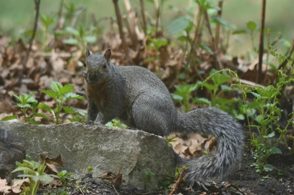 Curious Squirrel Cameo Spring Capture Curious Gray Squirrel Standing Rock — Stock Photo, Image