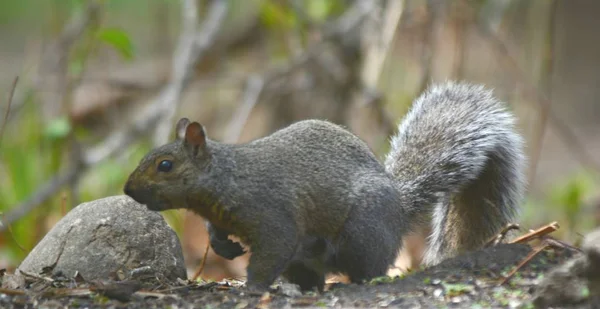 Momentary Pausing Gray Squirrel Shaded Spring Vista Gray Squirrel Momentarily — Stock Photo, Image