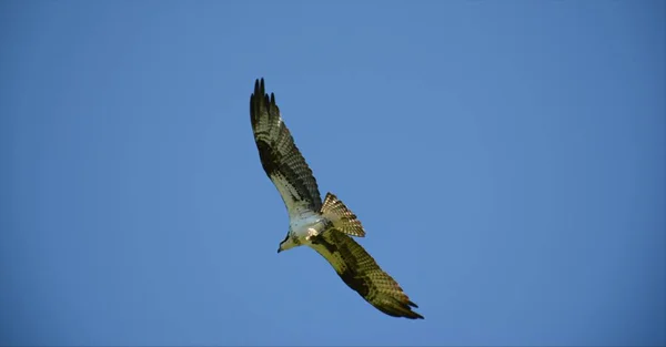 Purposeful Northern Osprey Flying Brilliant Blue Sky Carrying Fish Its — Stock Photo, Image