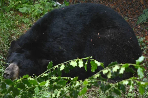 Spring Closeup Adult Black Bear Sleeping Soundly Forest Clearing — Stock Photo, Image