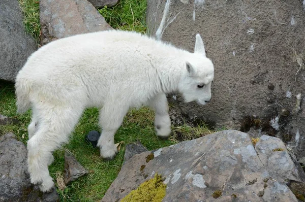 ワシントン郡 ポートランドのオレゴン動物園でその生息地を探索 ロッキー山ヤギの子供の季節クローズ アップに従事 — ストック写真