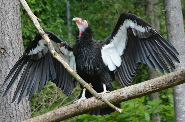 ワシントン郡 ポートランドのオレゴンの動物園で ログでとまられている間 その羽を広げているカリフォルニア コンドルの印象的なクローズ アップ — ストック写真