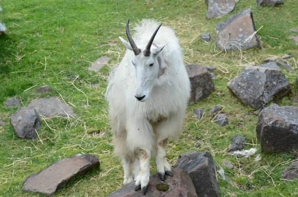 Seizoensgebonden Vista Een Rotsachtige Berg Billy Goat Staan Nog Steeds — Stockfoto