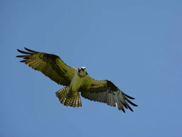 鮮やかな青い空を横切って高高騰渡り鳥北アメリカ オスプレイで季節の眺め — ストック写真