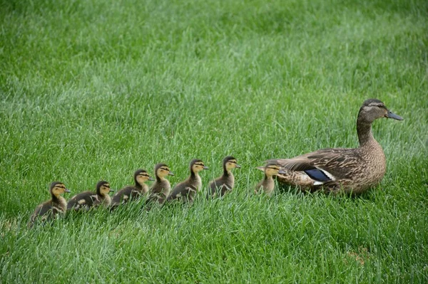 Poignant Été Capture Canard Colvert Poule Menant Couvée Sept Canetons — Photo