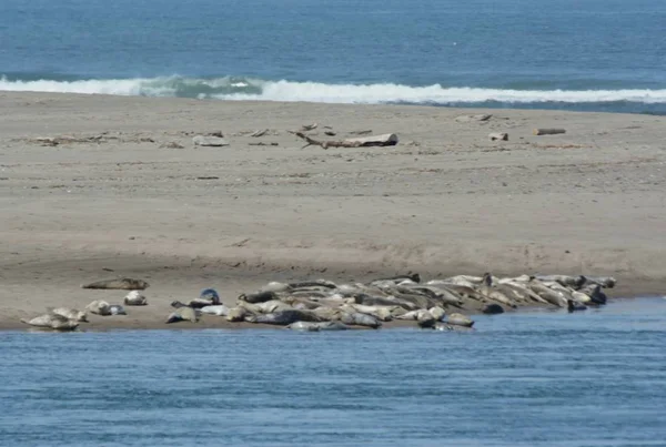 Bright Spring Vista Congregation Harbor Seals Hauled Out Sand Spit — Stock Photo, Image