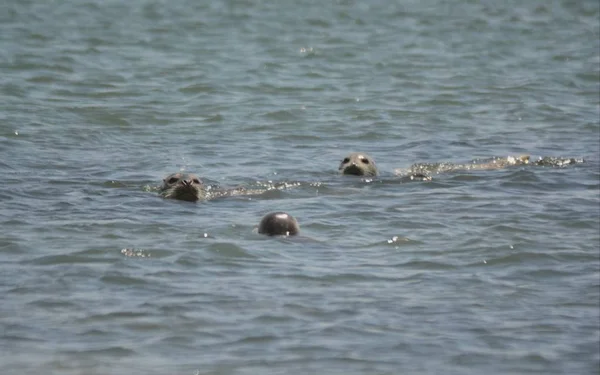 Three Northern Harbor Seals Briefly Surfacing Oceanic Environment — Stock Photo, Image