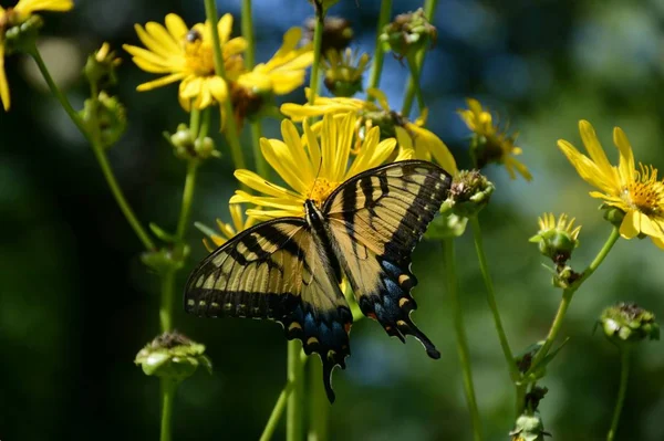 Gros Plan Estival Sur Papillon Hirondelle Tigrée Est Visitant Une — Photo