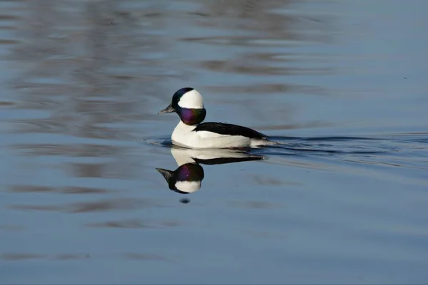 Seizoensgebonden Vista Een Drake Bufflehead Eend Zwemmen Een Rustige Zoetwater — Stockfoto