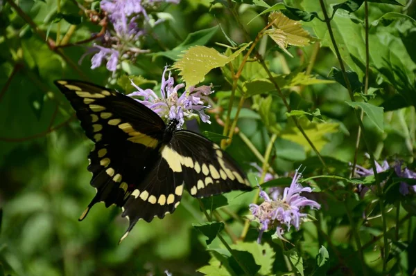 Captura Verano Una Atractiva Mariposa Cola Golondrina Gigante Alimentándose Néctar —  Fotos de Stock