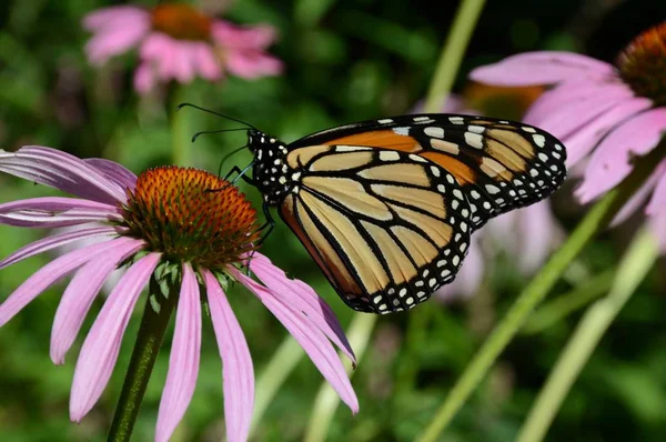 Engajando Verão Closeup Uma Borboleta Monarca Visitando Uma Flor Coneflower Imagens De Bancos De Imagens