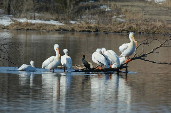 Brilliant Spring Vista Several White Pelicans Cormorant Sitting Close Together — Stock Photo, Image