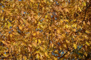 En yüksek altın sonbahar renk meşe ağaç gölgelik yeşillik üzerinde görüntülenen.