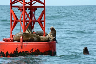 Depoe Bay, kayan bir gezinti şamandıra çekti bazı foklar kapalı merkezi Oregon kıyılarında.