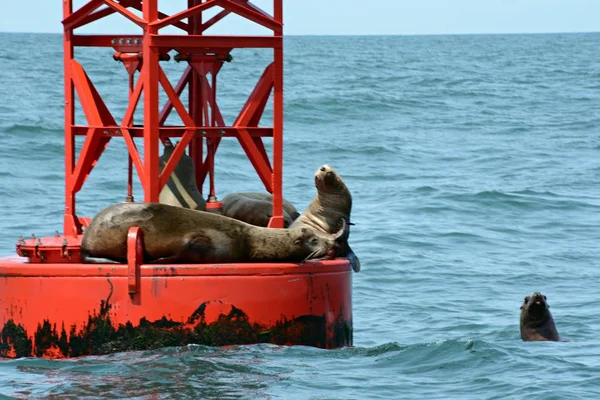 Some Harbor Seals Hauled Floating Navigation Buoy Depoe Bay Central — Stock Photo, Image