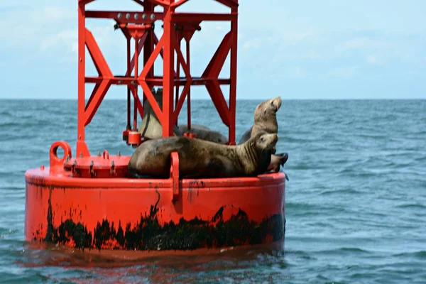 Three Harbor Seals Hauled Floating Navigation Buoy Depoe Bay Central — Stock Photo, Image