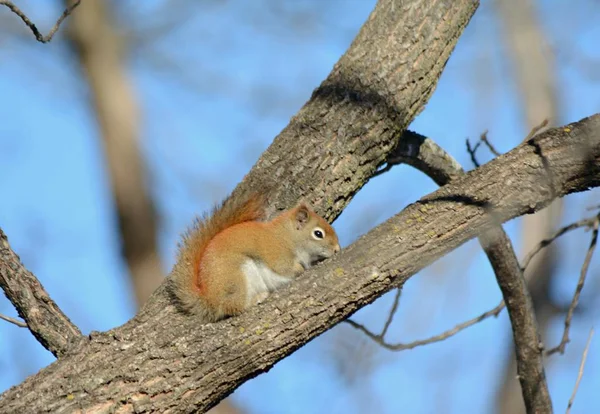 Bright Winter Closeup Red Squirrel Quietly Resting Crevice Large Tree — Stock Photo, Image