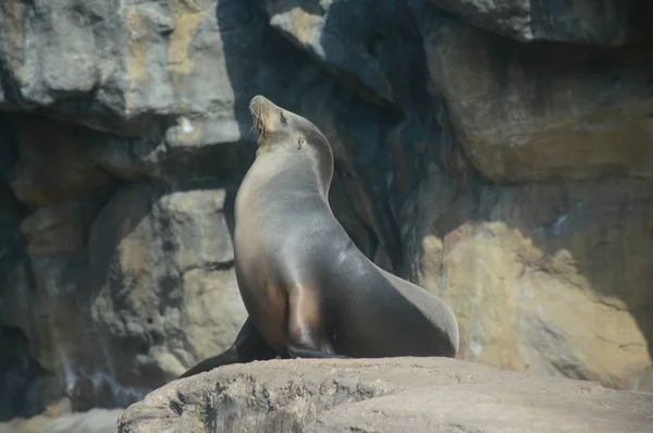 Bright Exhibit Young Sea Lion Sitting Still Atop Flat Rock — Stock Photo, Image