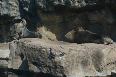Çocuk ve yetişkin California deniz Newport, Oregon Coast akvaryumda mevsimlik sergilenen büyük bir kayanın üstüne Merkez Sahil dinlenme aslan güneşli yakalama.