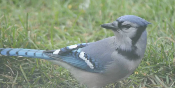 Gros Plan Estival Geai Bleu Alerte Assis Dans Habitat Herbeux — Photo