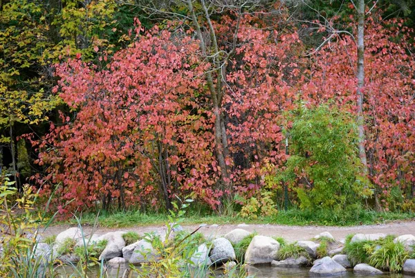 在明尼苏达州中北部的伊塔斯卡州立公园 沿着一条风景秀丽的小路 有五颜六色的秋叶色调 — 图库照片