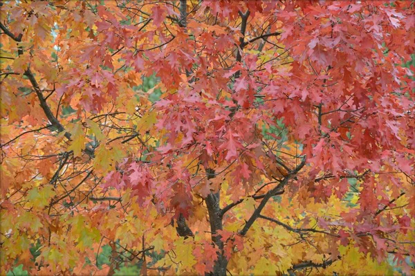 Höhepunkt Herbst Farben Auf Eiche Laub Angezeigt — Stockfoto