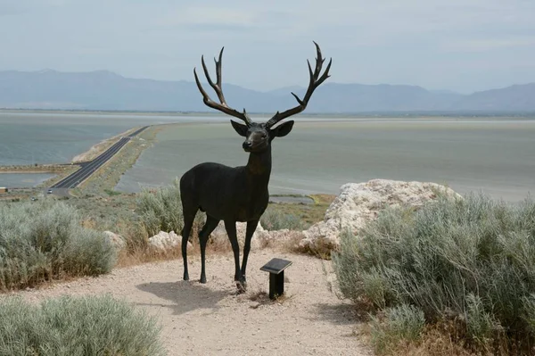 Featuring Monument Mule Deer Species Antelope Island State Park Visitor — Stock Photo, Image