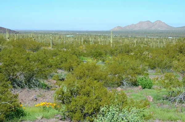 Panoramic Vista Sonoran Desert Flora Distant Hills Picacho State Park — Stock Photo, Image