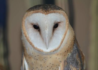 Kuzey Amerika ahır baykuşunun etkileyici yakınlığı.