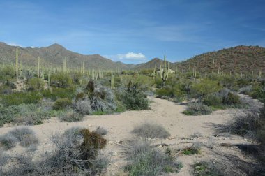 Güney Arizona'daki Saguaro Milli Parkı'nın Batı Tuscon Dağ Bölgesi'nde Sonoran Çölü manzarasına panoramik bakış.