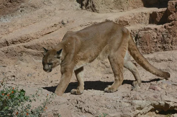 アリゾナ ソノラ砂漠博物館で捕虜の大人のクーガーのサニービスタ その展示生息地を通って歩く — ストック写真