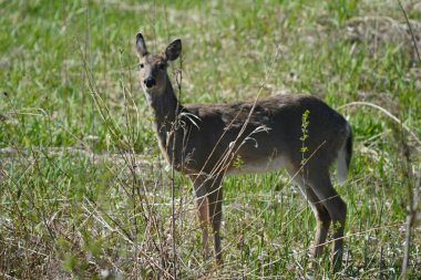 Bir fırçalı yeşil çayır sessizce duran meraklı bir whitetail geyik doe Parlak bahar yakalama.