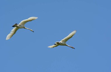 Açık mavi gökyüzünde uçan iki kuzey Amerika trompetçi kuğubahar yakalama.