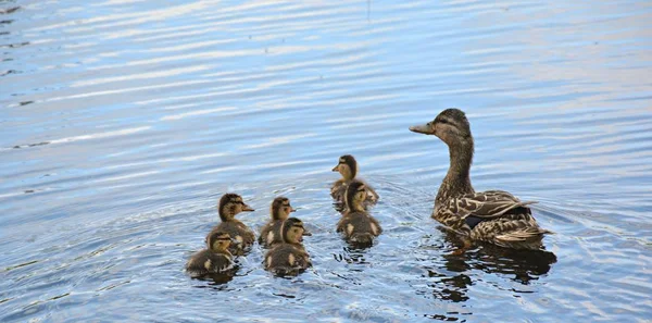春天的景观 在一只野鸭母鸡与六只小鸭的育雏 在淡水池塘中游泳 — 图库照片