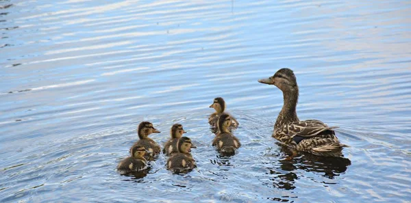 Vista Primaveral Una Gallina Ánade Real Con Una Cría Seis Imagen de stock