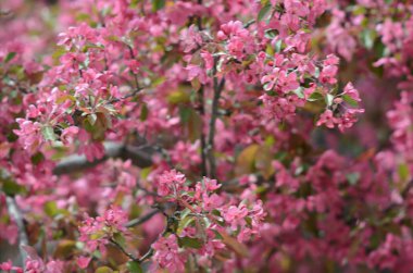 Çekici pembe çiçekli crabapple çiçekleri ve yeşil yeşillik üzerinde gölgeli bahar manzara.