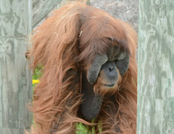 Gros Plan Saisonnier Orang Outan Indonésien Adulte Exposé Zoo Como — Photo