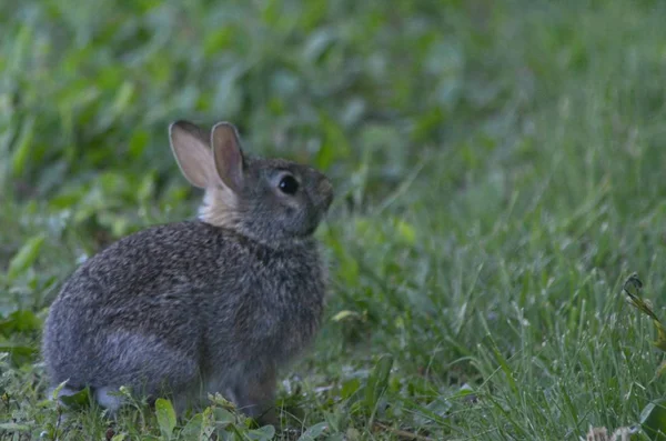 초원에 면꼬리 토끼의 그늘진 클로즈업 — 스톡 사진