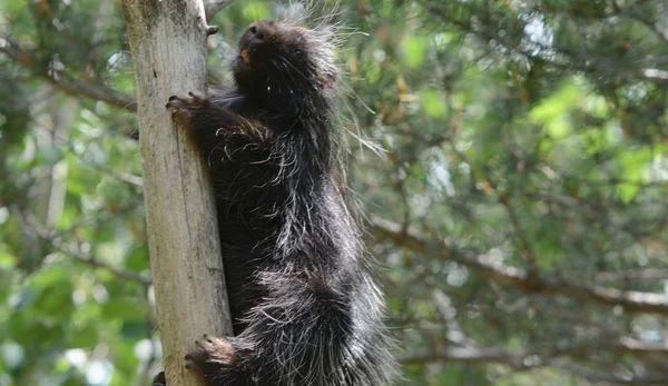 Summer Closeup North American Porcupine Slowly Climbing Bare Tree Trunk — Stock Photo, Image