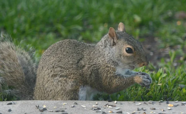 Spring Closeup North American Gray Squirrel Feeding Scattered Sunflower Seeds — Stock Photo, Image