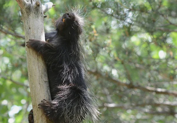 Seasonal Closeup North American Porcupine Steadily Ascending Bare Tree Trunk — Stock Photo, Image