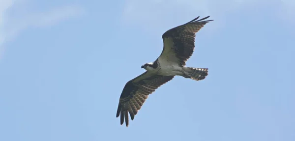 Adulto Norte Americano Osprey Capturado Voando Alto Através Céu Parcialmente — Fotografia de Stock